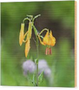 Tiger Lily In Olympic National Park Wood Print