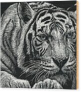 Tiger Pause Wood Print