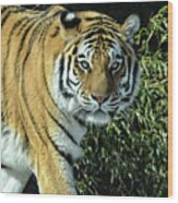 Tiger Portrait Light Wood Print