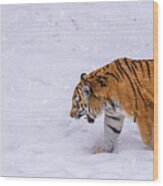 Tiger Prowling Wood Print