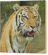 Tiger Stare Wood Print