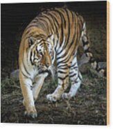Tiger Stripes Memphis Zoo Wood Print