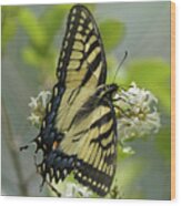 Tiger Swallowtail Butterfly In The Privet 1 Wood Print