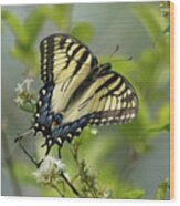 Tiger Swallowtail Butterfly In The Privet 2 Wood Print