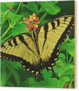 Tiger Swallowtail Butterfly Wood Print