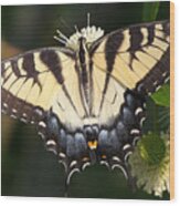 Tiger Swallowtail Butterfly On Button Bush Wood Print