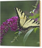 Tiger Swallowtail Butterfly - Papilio Glaucus Wood Print