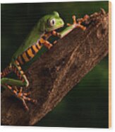 Tiger Tree Frog Climbing Wood Print