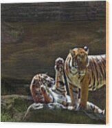 Tigers In The Night Wood Print
