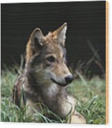 Timber Wolf Canis Lupus Portrait Wood Print