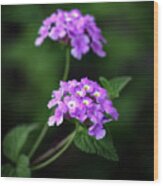 Tiny Lavender Petals 3770 H_2 Wood Print
