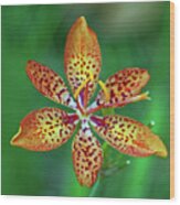 Tiny Tropical Lily Wood Print