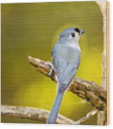Titmouse From Behind Wood Print