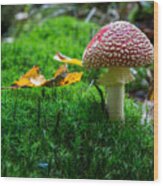 Toadstool Wood Print