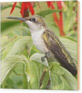 Tongue N Beak Hummingbird Wood Print
