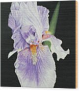 Tonto Basin Iris Wood Print