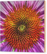 Top Of The Coneflower Wood Print