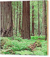 Trail, Avenue Of The Giants, Founders Wood Print
