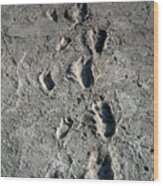 Trail Of Laetoli Footprints. Wood Print