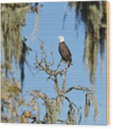 Tranquility Base -- Bald Eagle At Atascadero Lake Park, Atascadero, California Wood Print