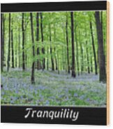Tranquility - Bluebells In Woods Wood Print