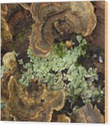 Tree Fungus Wood Print