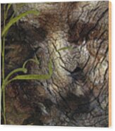 Tree Memories # 37 Wood Print