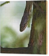 Tree Snake In Bald Cypress Wood Print