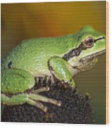 Treefrog On Rudbeckia Wood Print