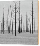 Trees Die Off Wood Print