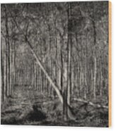 Trees Wood Print