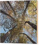 Treetops Of Maple Trees In Autumn Wood Print