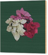 Tricolor Poinsettias Transparent Background Wood Print