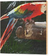 Tropical Bird 6 Wood Print