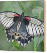 Tropical Butterfly Wood Print