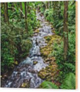 Tropical Forest Stream Wood Print