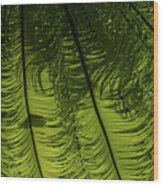 Tropical Green Rhythms - Feathery Fern Fronds - Horizontal View Down Right Wood Print