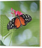 Tropical Hecale Butterfly Wood Print