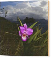 Tropical Orchid Beauty Bolivia Wood Print