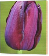 Tulip 1 Wood Print