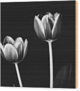 Tulip #177 Wood Print