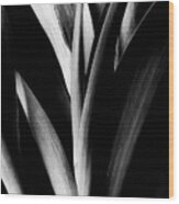 Tulip Abstract Wood Print