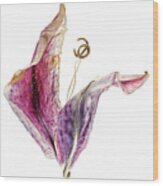 Tulip Dancer Wood Print