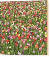 Tulip Field Wood Print