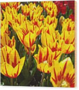 Tulip Flowers Festival Yellow Red Art Prints Tulips Wood Print
