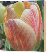 Tulip Wood Print