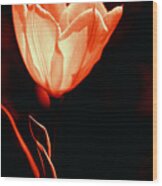 Tulip I Orange On Black Wood Print