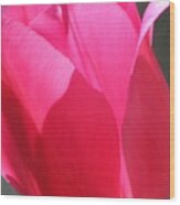 Tulip In Pink Wood Print