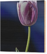 Tulip Wood Print