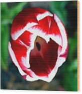 Tulip Opening Wood Print